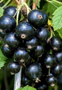 Селеченская - черная смородина саженцы ОКС