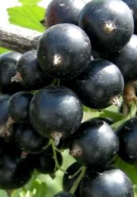 Стрелец - черная смородина саженцы ОКС